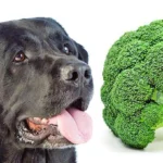 perro y brocoli
