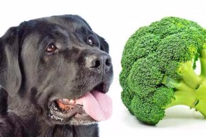 perro y brocoli