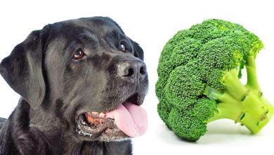 perro y brocoli
