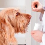 veterinario dando antihestaminico a un perro