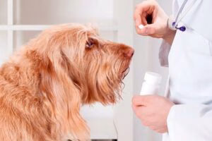 veterinario dando antihestaminico a un perro