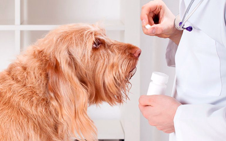 veterinario dando antihestaminico a un perro