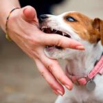 cachorro de perro que muerde mano