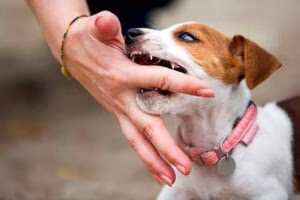cachorro de perro que muerde mano