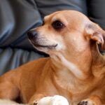 mi perro ocupando mi lugar en el sofá