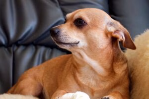 mi perro ocupando mi lugar en el sofá