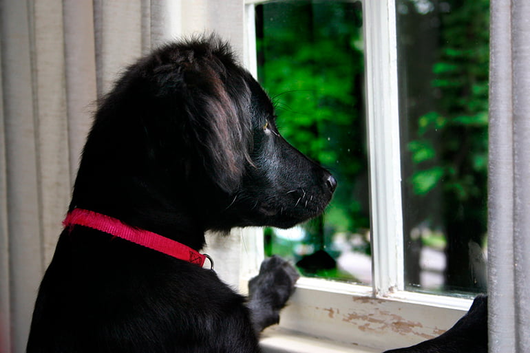 perro-asomado-a-la-ventana