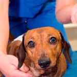 perro con hernia discal