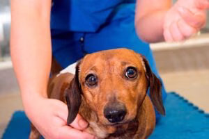 perro con hernia discal