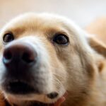 perro con tristeza busca cariño