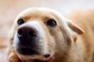 perro con tristeza busca cariño