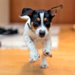 perro corriendo en casa