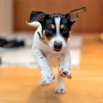 perro corriendo en casa