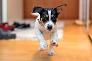 perro corriendo en casa