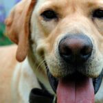 perro despues de sufrir fracutra