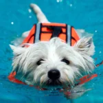perro en una sesión de fisioterapia