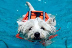 perro en una sesión de fisioterapia