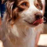 perro lamiendose el hocico