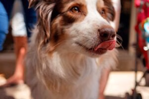 perro lamiendose el hocico