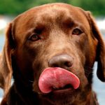 perro lamiendose la boca