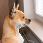 perro mirando por la ventana