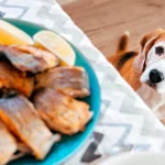 perro observando la comida