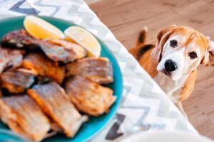 perro observando la comida