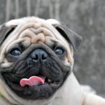 perro pug con similitud al síndrome de down