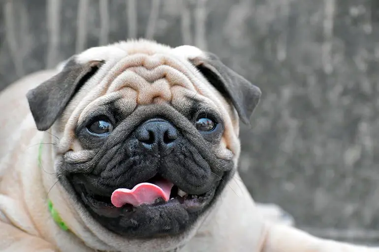 perro pug con similitud al síndrome de down