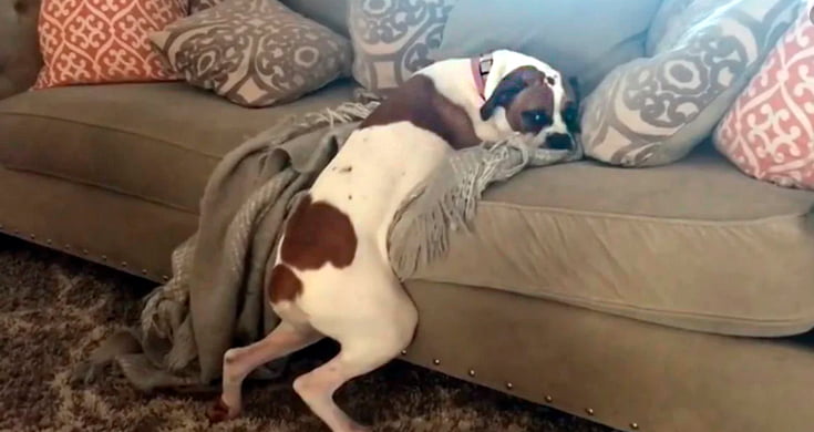 Pourquoi les chiens se frottent-ils contre le canapé?