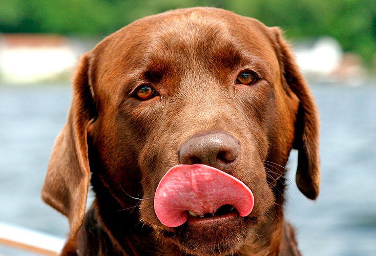 Mi perro saca y mete la lengua sin parar | Causas y significado