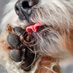 perro se lame la pata porque le duele