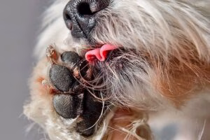 perro se lame la pata porque le duele