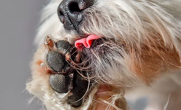 perro se lame la pata porque le duele