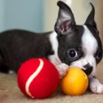 perro trae sus juguetes