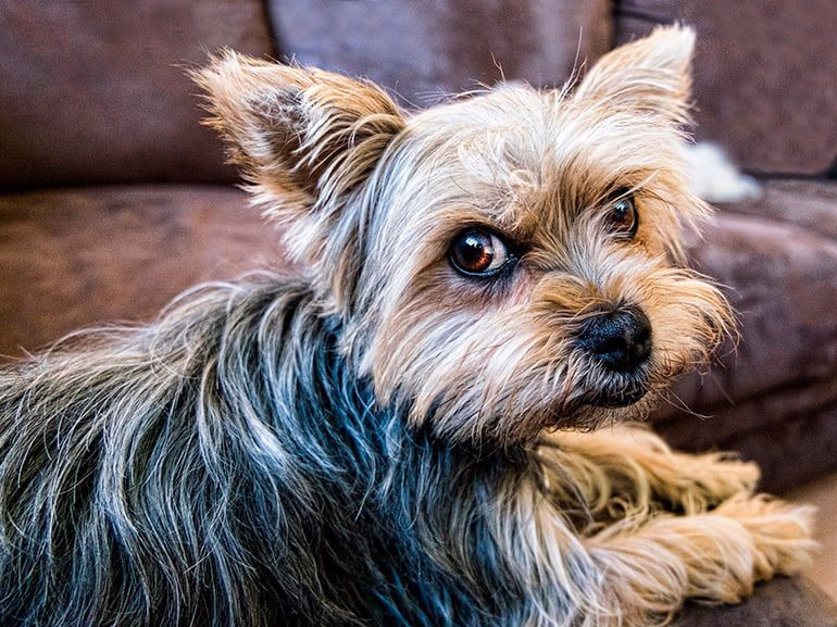 perro tras restregarse contra el sofá