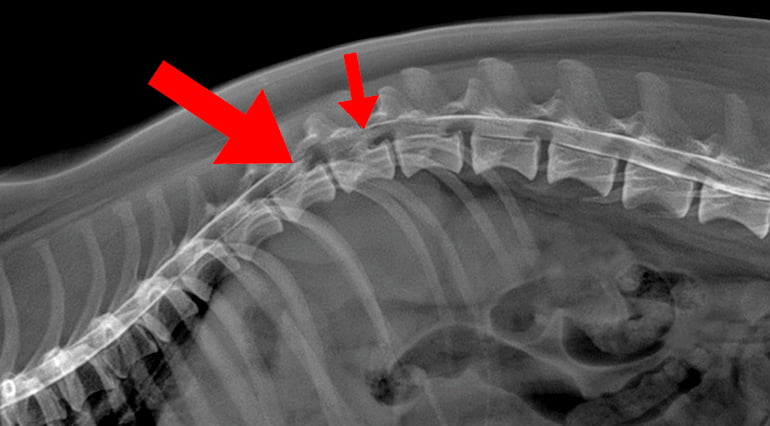 radiografia-de-una-hernia-discal-en-perros