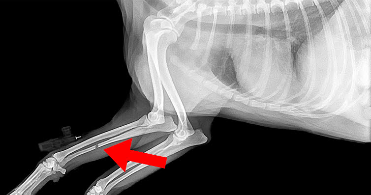 Comment reconnaître les fractures chez les chiens