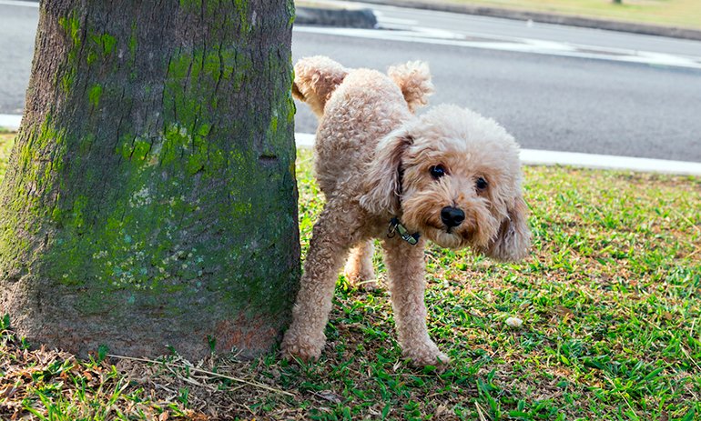 Dog-urinating "width =" 770 "height =" 463 "srcset =" https://soyunperro.com/wp-content/uploads/2020/08/Perro- urinating.jpg 770w, https://soyunperro.com/ wp-content / uploads / 2020/08 / Perro-urinando-300x180.jpg 300w, https://soyunperro.com/wp-content/uploads/2020/08/Perro-orinando-768x462.jpg 768w, https: // soyunperro.com/wp-content/uploads/2020/08/Perro-orinando-696x419.jpg 696w, https://soyunperro.com/wp-content/uploads/2020/08/Perro-orinando-698x420.jpg 698w " tailles = "(largeur maximale: 770px) 100vw, 770px" /></noscript></p>
<h2><span id=