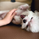 acariciar a un perro