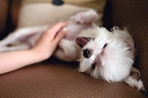 acariciar a un perro