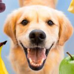 alimentos humanos aptos para perros