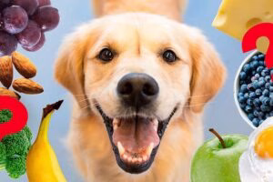 alimentos humanos aptos para perros