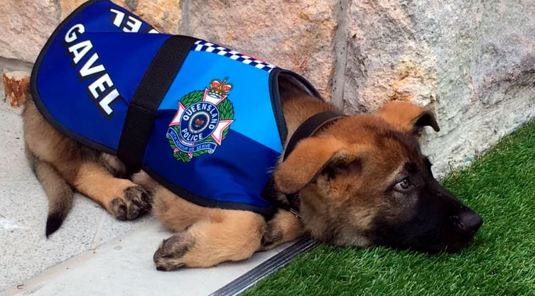 Pouvez-vous adopter un chien de police ou de sauvetage?