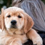 cachorro de raza en brazos