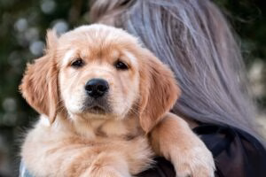 cachorro de raza en brazos
