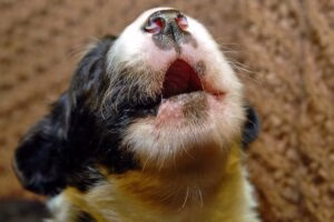 cachorro ladrando a la nada