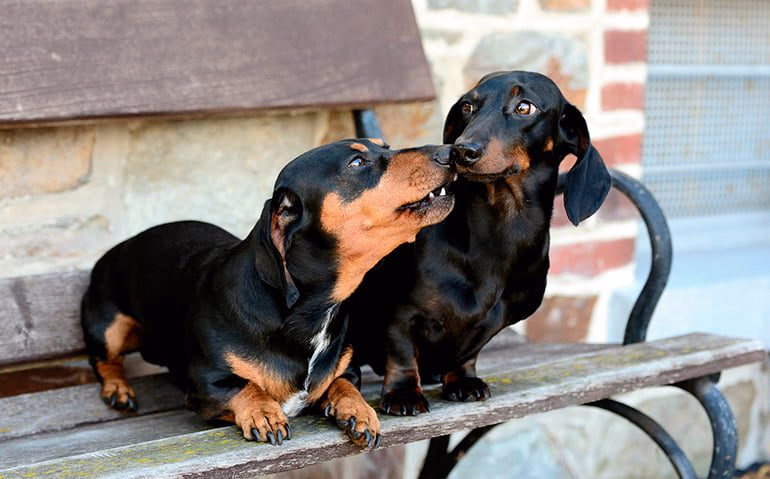 dos-perros-jugando