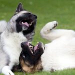 dos perros mordisqueandose sobre el cesped