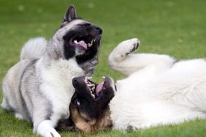 dos perros mordisqueandose sobre el cesped